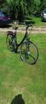 Rower damka Pegasus