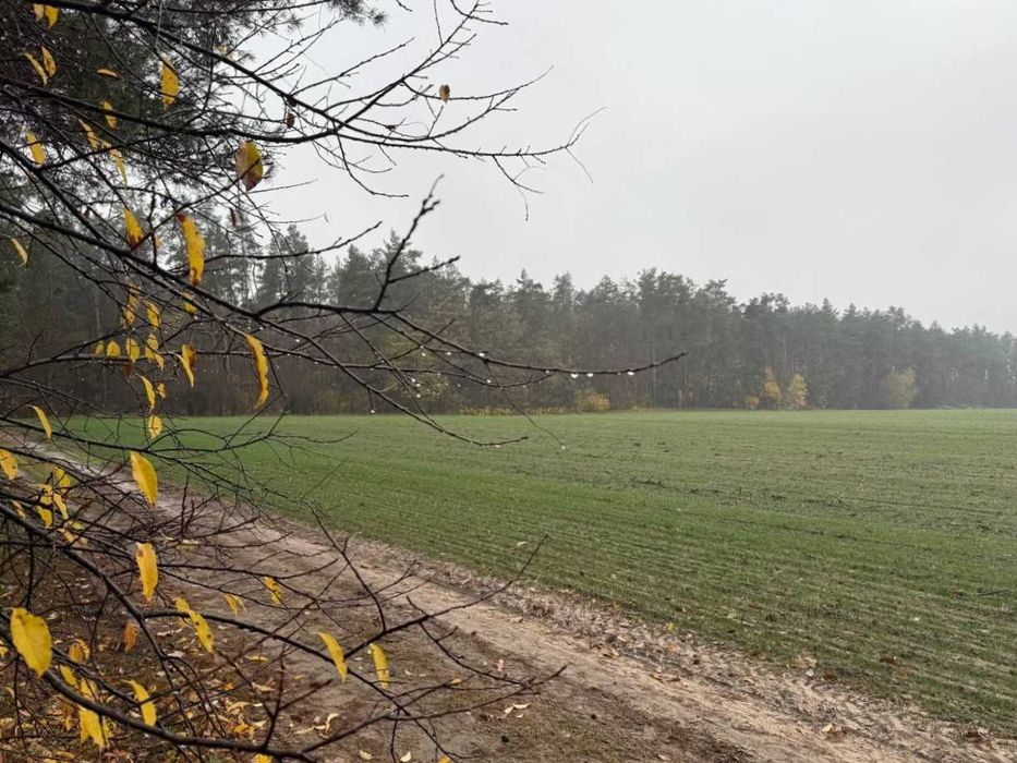 Продаж ділянки 335 соток біля лісу