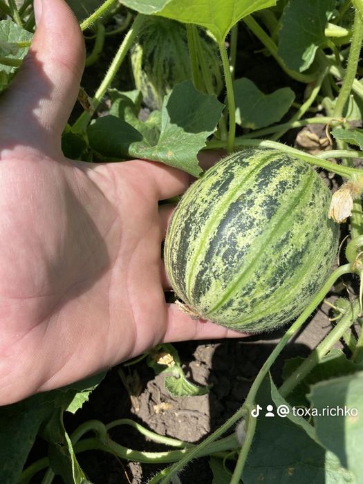 Насіння дині, семена дыни Днесровская ранняя,