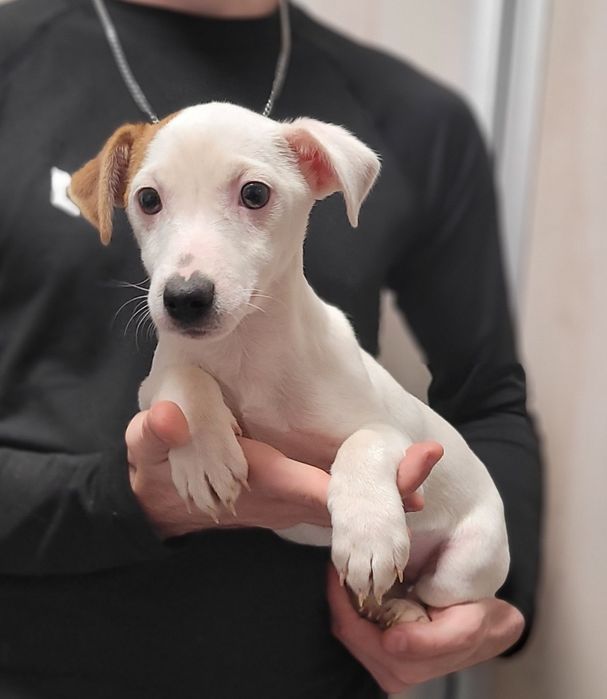 Jack Russell Terrier Szczeniak