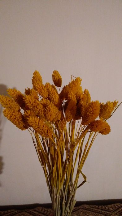 Kanar suszony, barwiony