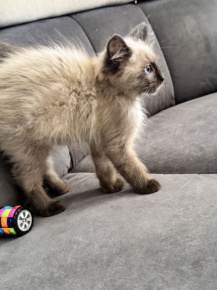 Ragdoll KOCUREK śliczny