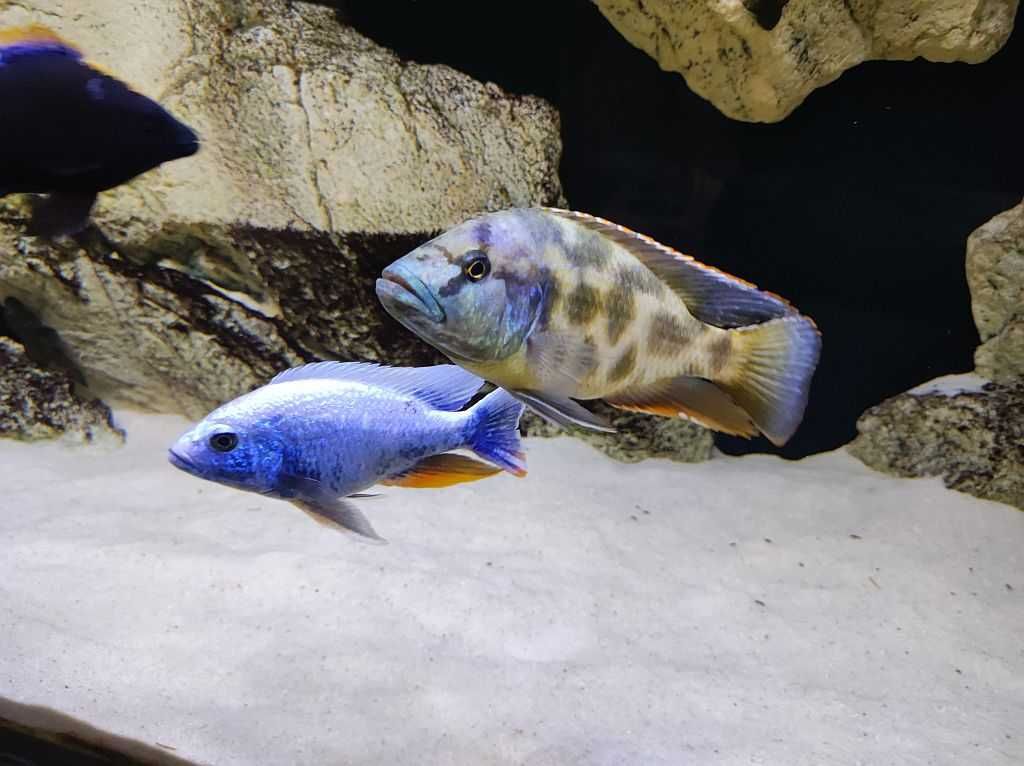 Nimbochromis livingstonii