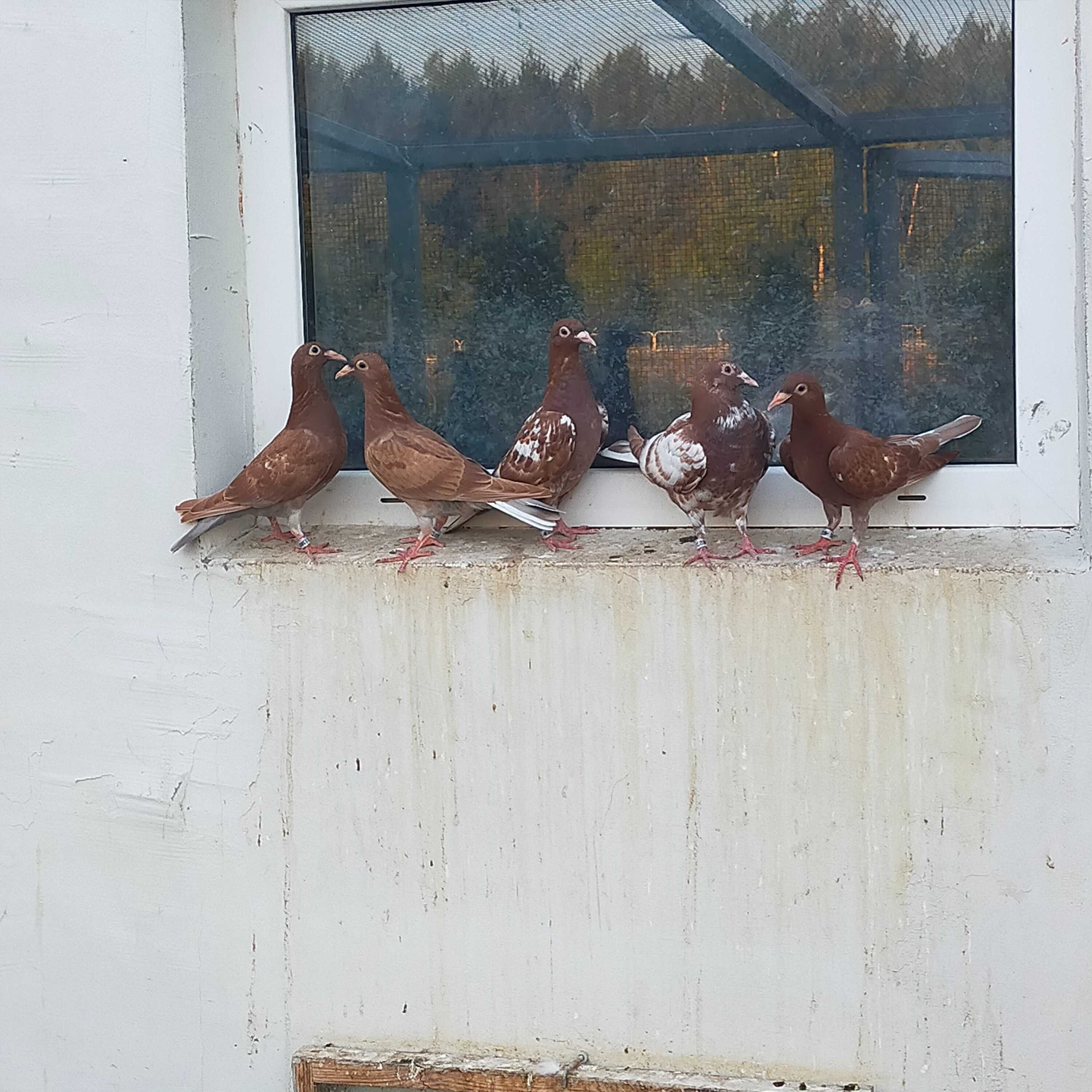 Młode gołębie tygrysy, mulemansy