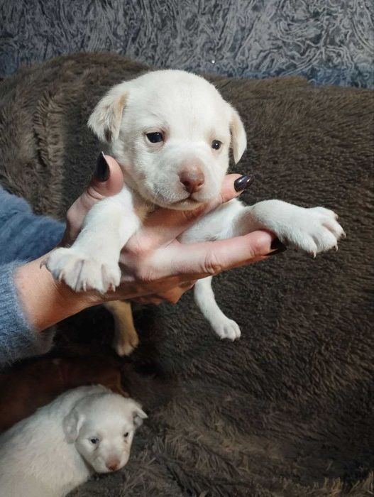 Цуценята чіхуа та коргі