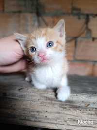 Gatos bebés - Santa Maria da Feira