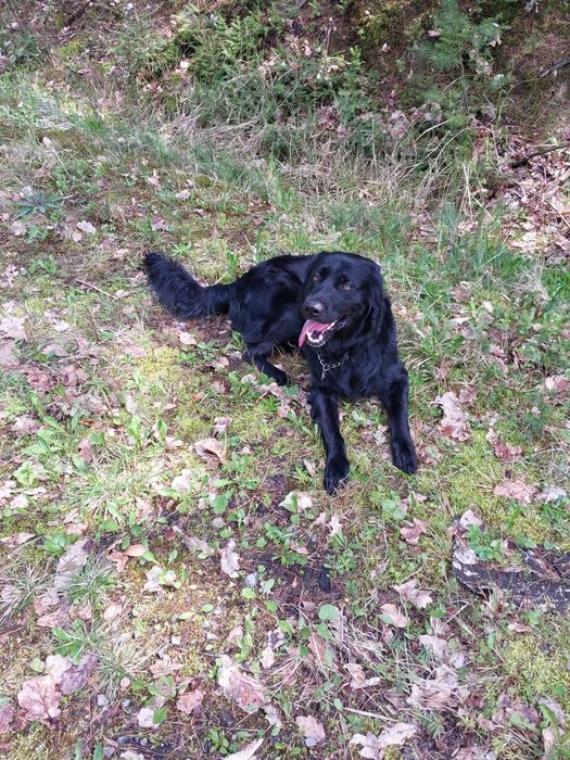 Flat coated retriever