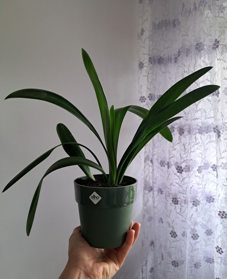 Kliwia . Kwiaty domowe