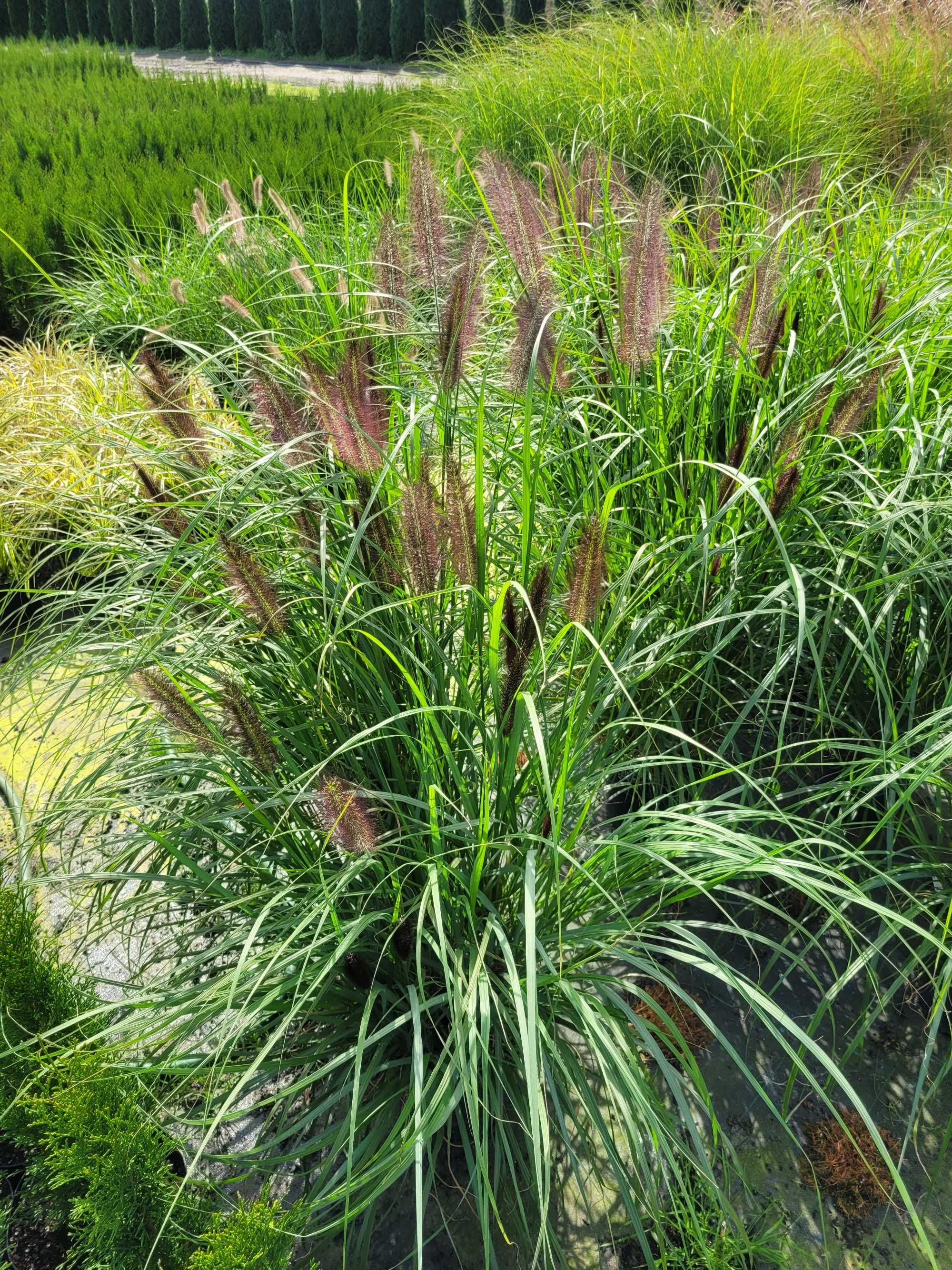 trawy trawa ozdobna rozbudowane rozplenice miscanty carex