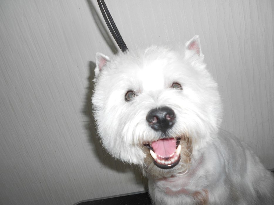 Стрижка собак и кошек