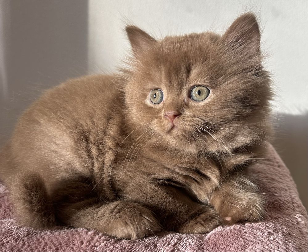 Fêmea British Longhair cinnamon com LOP