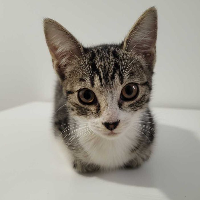 Kocięta do adopcji