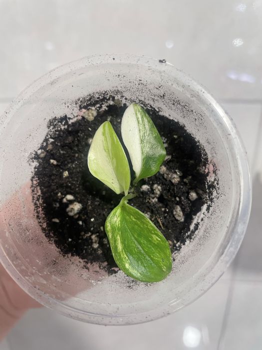 Філодендрон Pink Princess, Kobra yellow