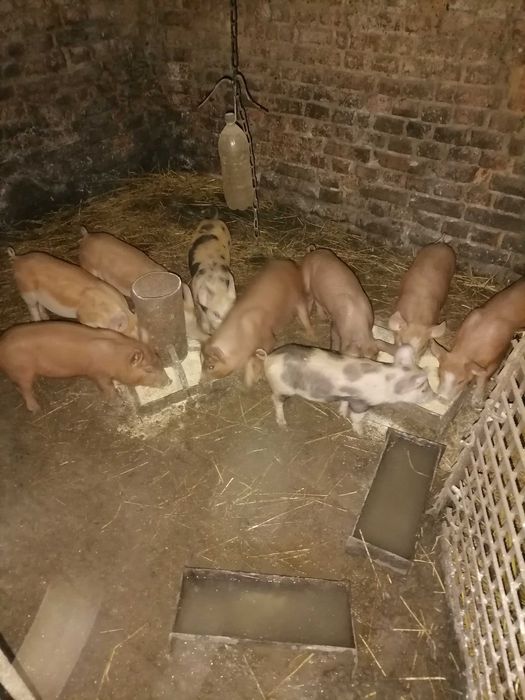 Поросята дюрок + петрен