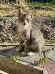 Подарю красивого котенка