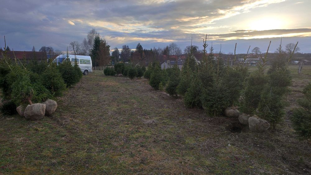 Świerk pospolity lub jodła koreańska na żywopłot lub CHOINKI plantacja