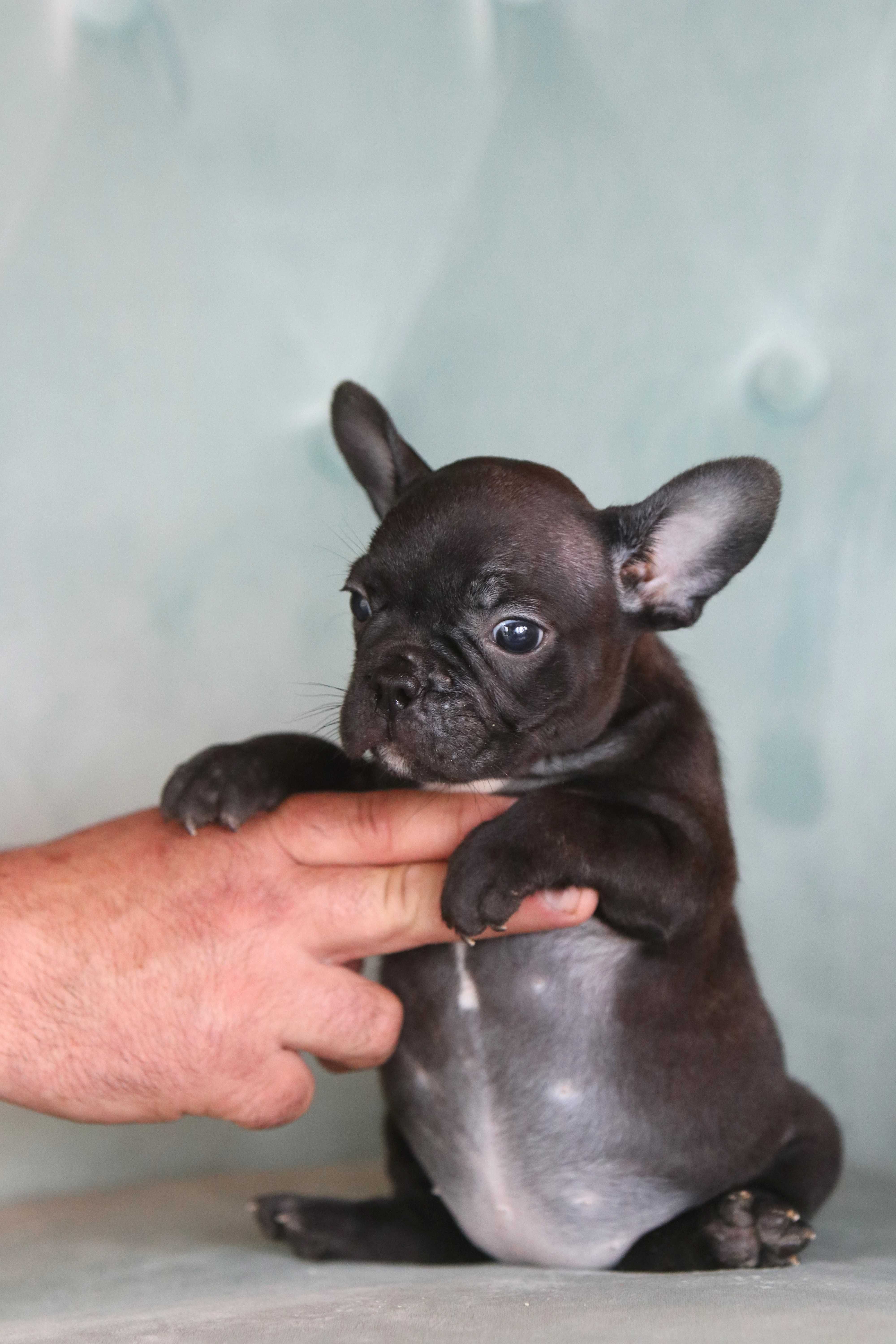 Buldog Francuski - Sunia - Bea 9 tygodni - czarna - Black