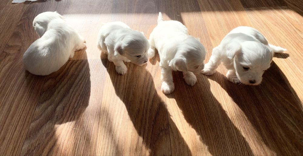 Мальтійська болонка мальтезе цуценята