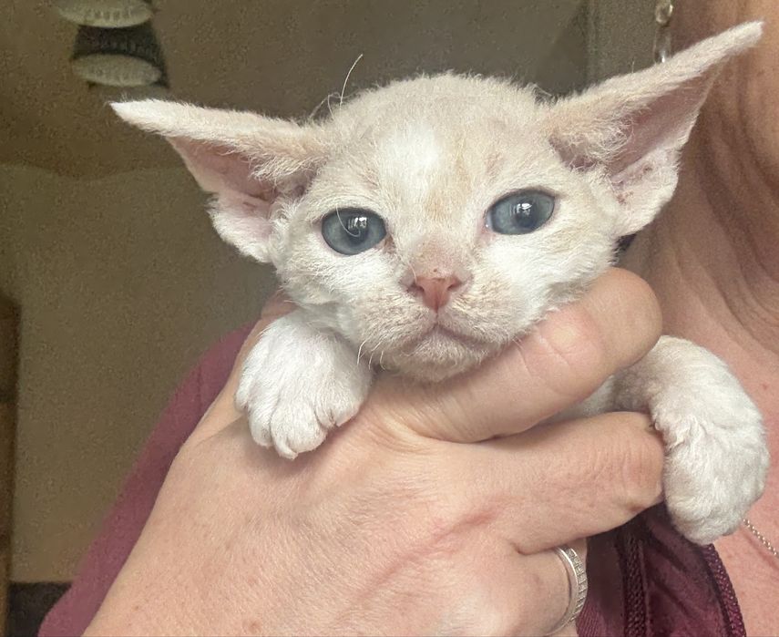 Chłopiec Devon Rex FPL