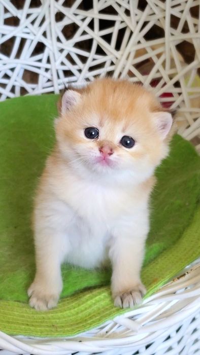 Ручные малышики, котятки золотая шиншилла