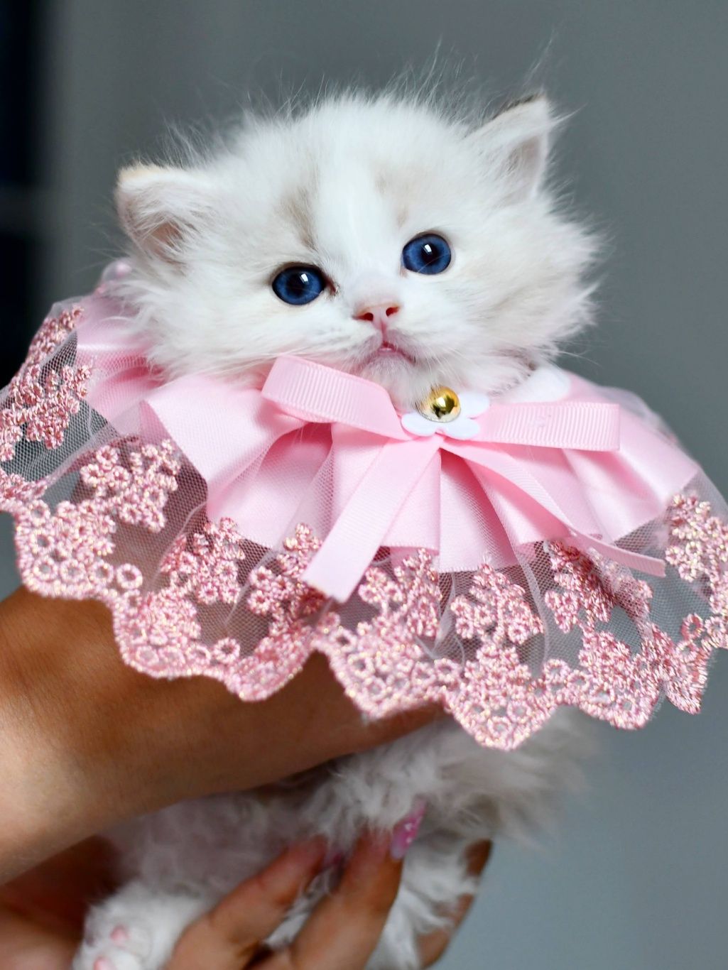 Przepiękna koteczka ragdoll seal torbie bicolor