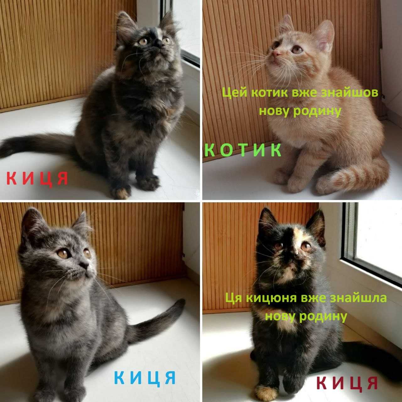 Котята ищут добрых и заботливых хозяев