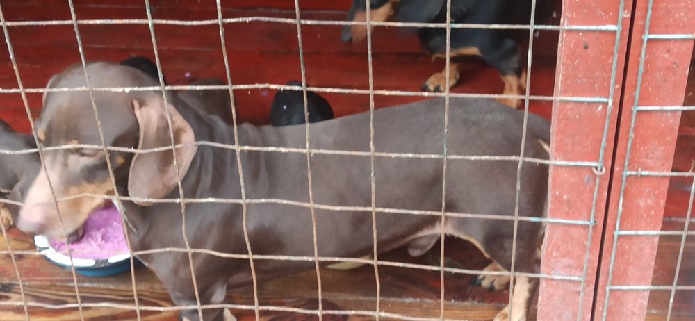 Цуценята породи такса