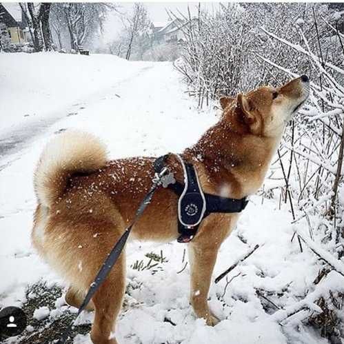 SZELKI dla psa TRE PONTI  75-95 cm - czarno-szare Z ODBLASKAMI mocne