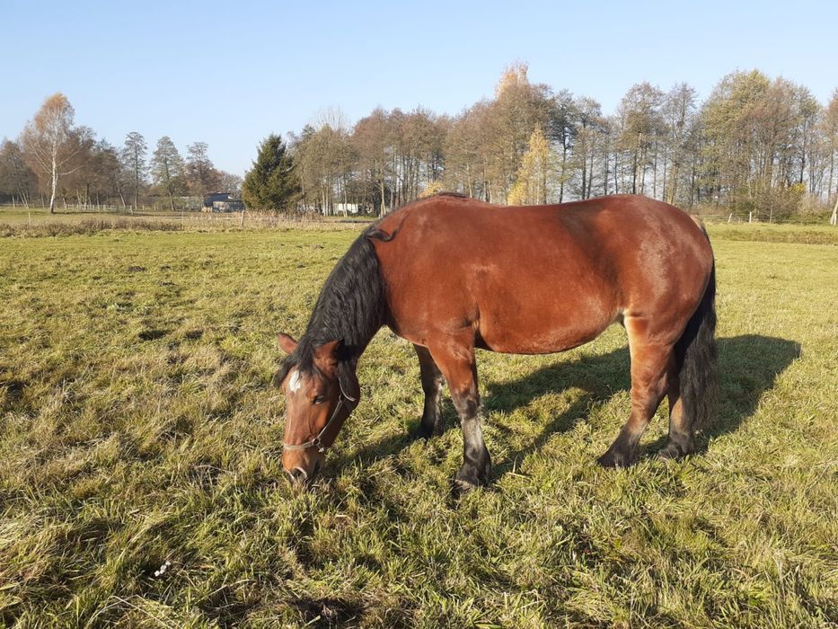 Klacz gniada zimnokrwista PKZ Polski Koń Zimnokrwisty źrebna