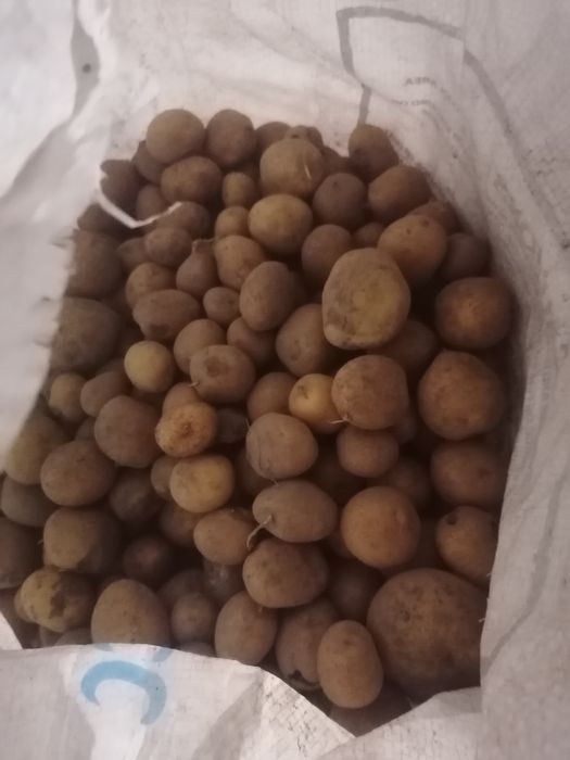 Продам Дрібну картоплю є +-1тона  .