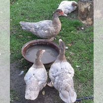 Продам индоуток домашних