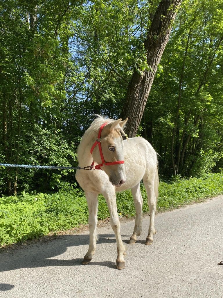 Ogierek kuc chwytający za oko