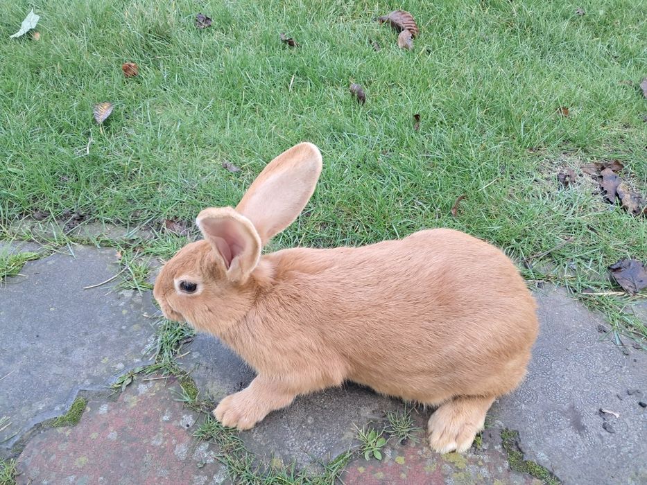 Кролі Кролики (тільки бургундці)