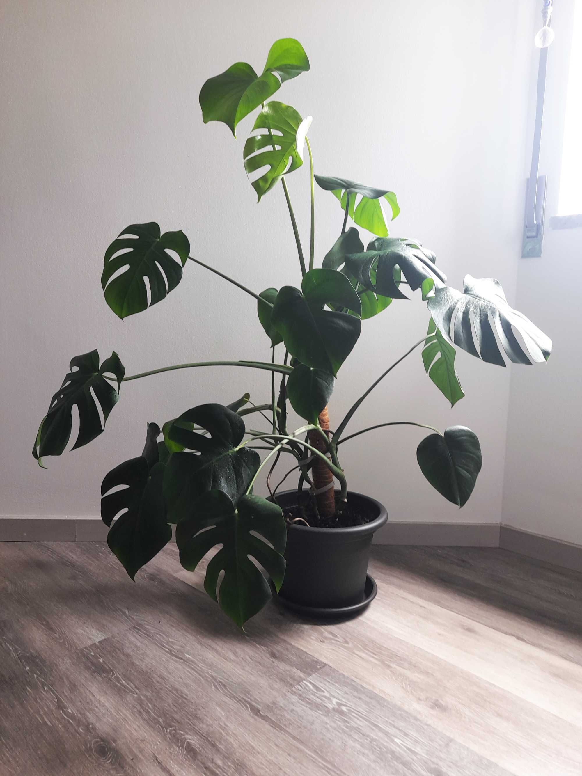 Monstera deliciosa / Costela de Adão / Planta natural