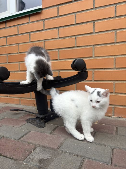 Отдам котят в хорошие руки