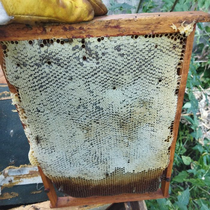 Мед  натуральний