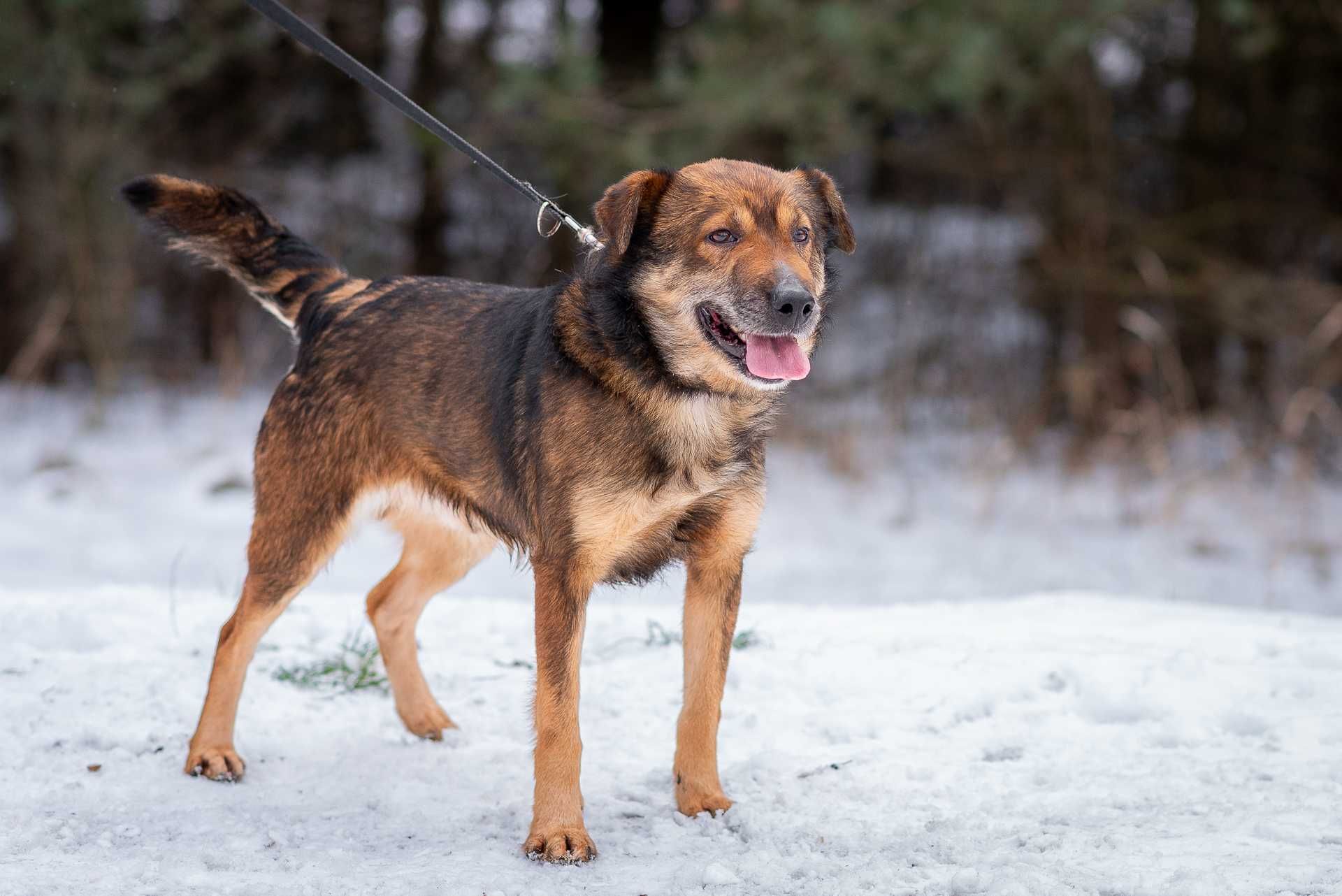 GILANT - łagodny wychowany i przyjacielski psiak do adopcji