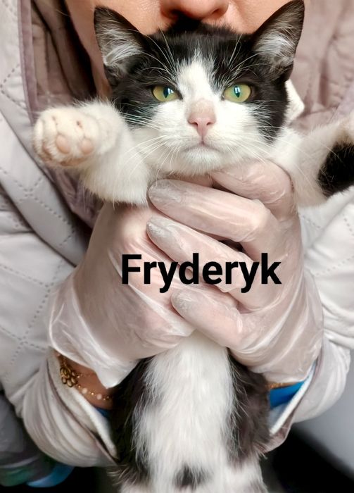 Fryderyk i Lolek błagają o szansę i domy ...