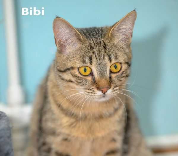 Bibi poleca się do adopcji !