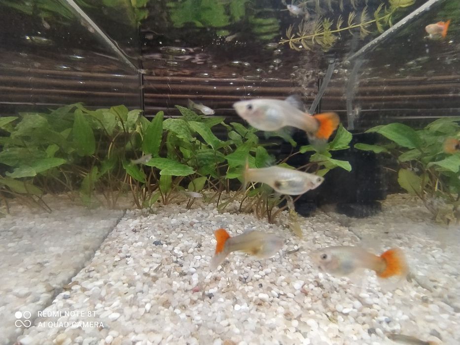 Młode gupiki czerwona mozajka