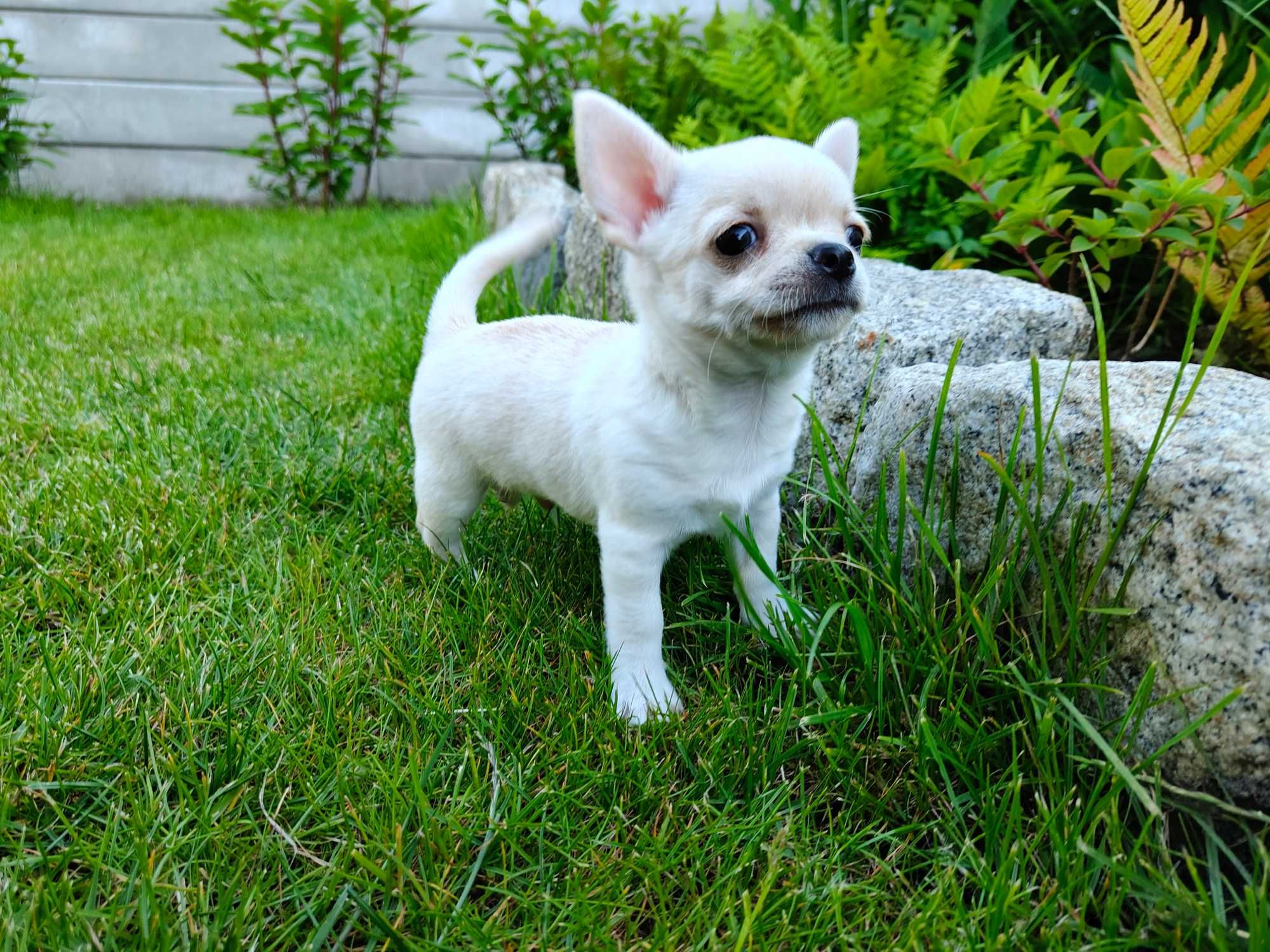 Chihuahua krótkowłosy ZKwP (FCI)
