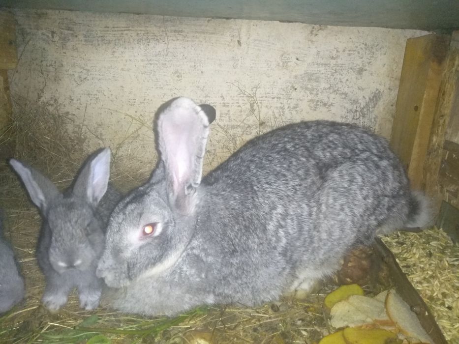 кролики породы советская шиншилла , в продаже самцы и самки.