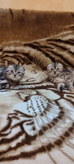 Котята скоттиш фолд
