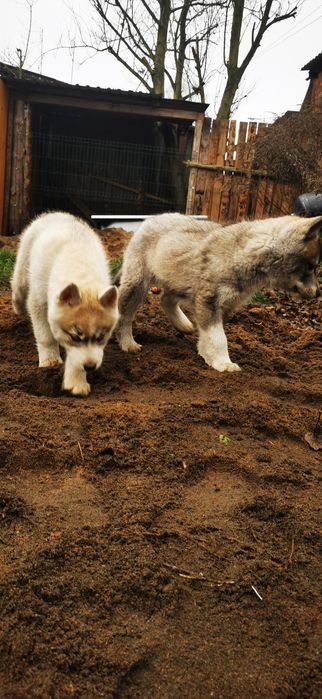 Ozzy Wyjątkowy Siberian Husky