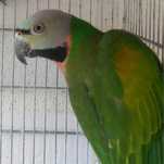 Piriquito Mustache
