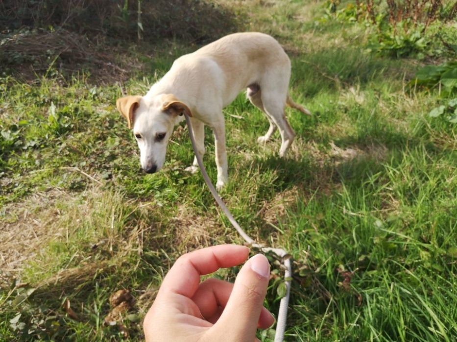 Cachorro 8 Meses Porte Médio Para Adoção (Viny)