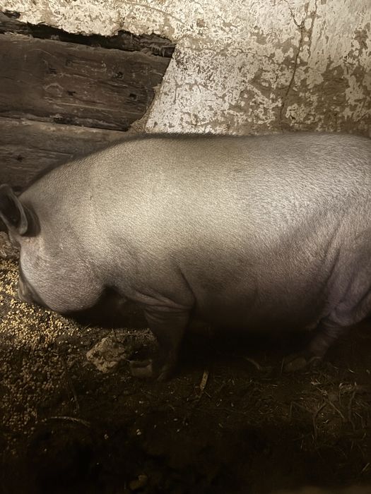 Вьетнамська свиноматка терміново