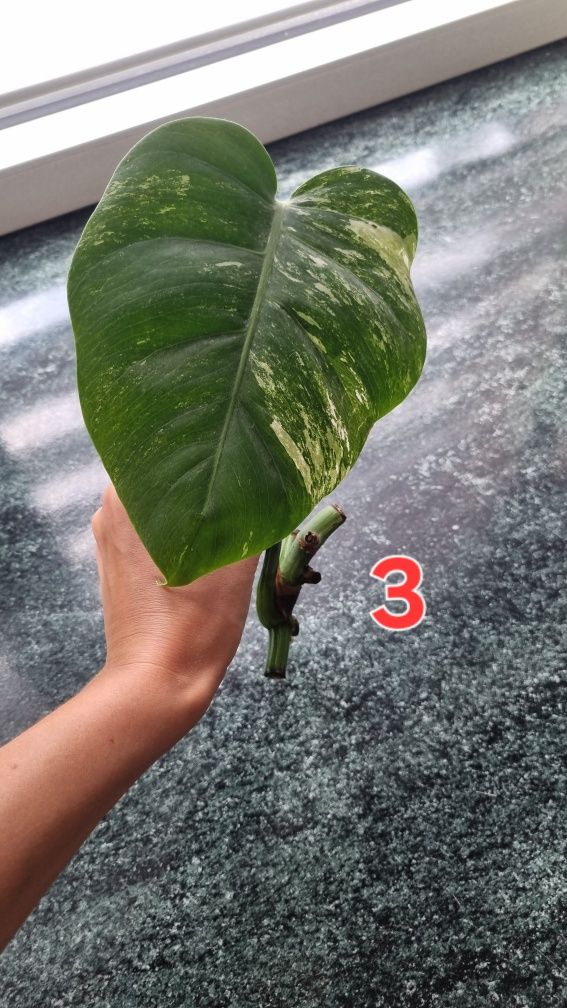 Kwiaty monstera variegata roślina doniczkowa