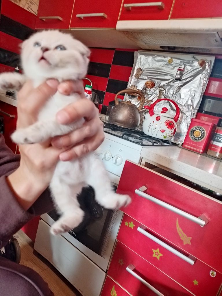 Продам шотландских котят