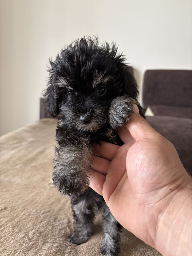 Maltipoo mini szczeniak